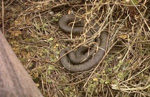 Grass Snake at Thames Road Wetland. (Photo: Chris Rose) 