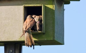 The male has to lean out of the way as the female exits with prey.