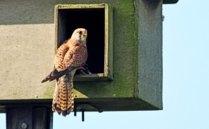 Male Kestrel at the nestbox. 