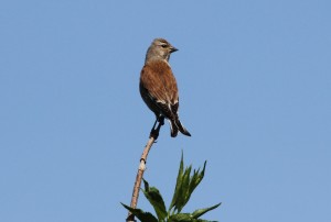 Linnet, a species that has shown a serious decline in England and Wales. (Photo: Ralph Todd)