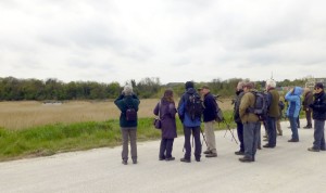 BRSPB members out on the marshes (Photo: Brenda Todd) 