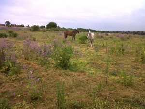 Perry Street Farm is a large site recommended for SINC status, the approval for which is still awaiting Council consideration well over a year later. (Photo: Chris Rose)  