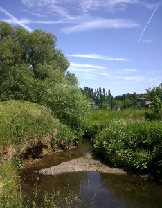 The Shuttle flowing past Love Lane allotment site. Exposed gravels as seen here provide foraging areas for Wagtails. (Photo: Chris Rose)  