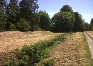 The Shuttle banks upstream of Penhill Road bridge had been strimmed right down to the waterside. The amount of drebrids left in the water suggested it wasn't down to some crucial Environment Agency flood control action or the like. (Photo: Chris Rose) 