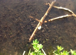 A seething mass of tadpoles in the large pond at Parish Wood Park, many with back legs developing. (Photo: Chris Rose)