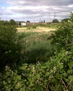 Thames road Wetland basks in a brief sunny interlude on a late June afternoon. (Photo: Chris Rose)