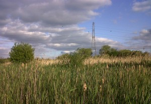 The straw colour of last year's Common Reed growth contrasts with the green of new Reedmace leaves in the foreground. (Photo: Chris Rose)