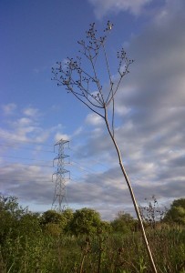 One of last year's Marsh Sow-thistle flower stems still standing tall against a changeable sky. (Photo: Chris Rose)