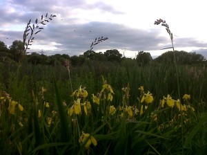 A patch of Flag Iris light up the foreground as dusk begins to set in and Carrion Crows fly across the west end of the site in the distance. (Photo: Chris Rose)