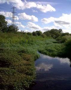 The channel of the Wansunt at Thames Road Wetland is occupied by an excellent display of Water Forget-me-not at this time of year. (Photo: Chris Rose)