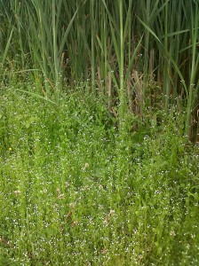 A swathe of Brookweed, along with Rushes, occupy the draw-down zone at the east end of the site, where falling water levels in summer leave permanently wet mud. This plant's success here is dependent on winter pony grazing and trampling. (Photo: Chris Rose) 