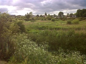 Thames Road Wetland looking west. Allowing a modest amount of Willow scrub to develop has attracted Reed Bunting and Sedge Warbler. (Photo: Chris Rose) 