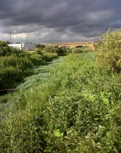 The river Wansunt at Thames Road Wetland under a brooding  sky, but on a very hot day. (Photo: Chris Rose)