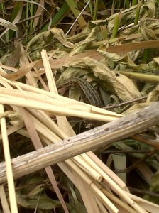 Common Lizards are not averse to showing up in unexpected, damper parts of the site. (Photo: Chris Rose).