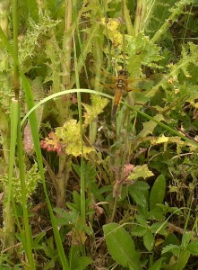 Four-spotted Chaser on Crossness southern marsh, June 19th 2015. The first record here for a number of years. (All three rather poor quality mobile phone photos by Chris Rose).