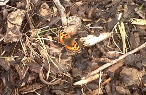 A fresh Small Tortoiseshell at Thames Road Wetland, the lower Cray area being one of the best places to see this insect which has declined significantly but now appears to be making a slow recovery. (Photo: Chris Rose)