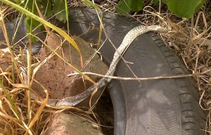 This shed Grass Snake skin will be sent off for genetic analysis. (Photo: Chris Rose)