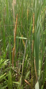 Lesser Reedmace - note distinct gap between  the male flower cluster at the top and the female below.  (Photo: Chris Rose)