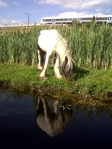 Conservation grazing in action - a pony grazes around a stand of Brookweed at Thames Road Wetland. This is a very rare plant in London that benefits from trampled mud and removal of the more vigorous competing plants around it by the local ponies. (Photo: Chris Rose)