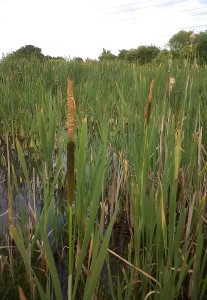 Greater Reedmace has a 'waist' between the tan coloured male flowers at the top and dark brown female ones below, but no gap. (Photo: Chris Rose)