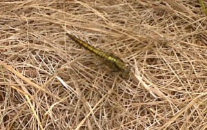 Female Black-tailed Skimmer (Orthetrum cancellatum) at Hollyhill OS. Unfortunetaely the wings can't be seen properly in this mobile phone image. (Photo: Chris Rose)