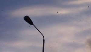 Swifts over Belvedere village. (Photo: Chris Rose)