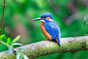 Kingfisher (Photo: Richard Spink) 