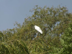 Little Egret Foots Cray Meadows - Joe johnson 2