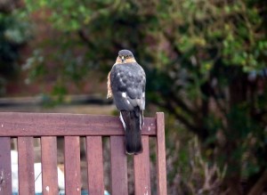 Sparrowhawk in a  Bexleyheath garden (Photo: Ralph Todd)