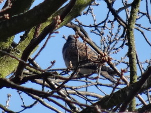 Turtle_Dove_Swanley_Park