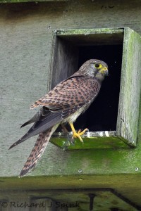 Kestrel (Photo: Richard Spink)