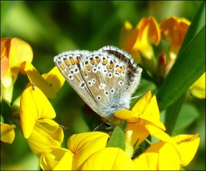 Brown Argus with wings closed. Erith Marshes at Crossness. (Photo: Mike Robinson).