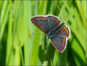 Brown Argus at Crossness, wings open. (Photo: Mike Robinson)