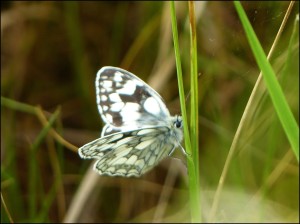 The Marbled White, found by Mike Robinson at Hollyhill open space in Erith, was previously thought to have been the first record for the Borough, at least in modern times. (Photo: Mike Robinson)