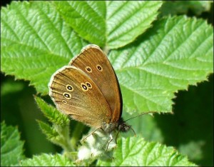 Ringlet butterfly (Aphantopus hyperantus) at Hollyhill OS. (Photo: Mike Robinson)