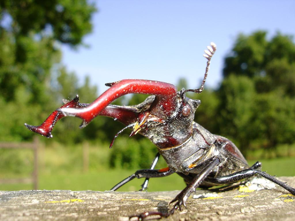 stag-beetle