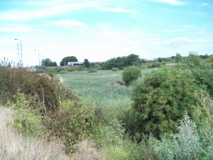 A first view of the site for the visitors. (Photo: Pamela Zollicoffer)