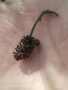 Alder Tongue Gall PdZ