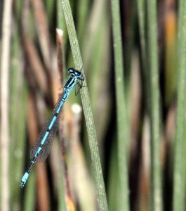 Male Azure Blue Damselfly. Note square 'U' shape on thorax, and compare with Common Blue male. (Photo: Ralph Todd)