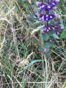 Black Horehound at EWOS (Photo: Moira Scottow)