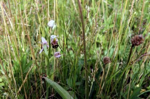 These Bee Orchids occur at one of a handful of sites in the Borough of Bexley. (Photo: Ralph Todd) 