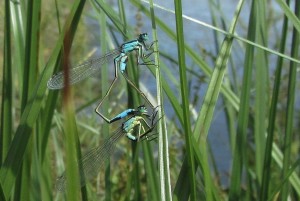 Blue-tailed damselflies in mating wheel at the Southern Marsh wader scrape. (Photo: Pernendu Roy) 