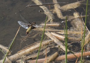 Female Broad-bodied Chaser Dragonfly in flight at Footscray Meadows. (Photo: Ralph Todd) 