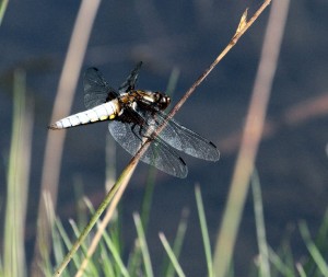 Male Broad-bodied Chaser Dragonfly. (Photo: Ralph Todd)