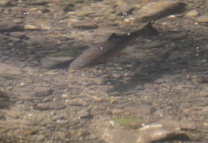 A Chubb in the River Cray at Footscray Meadows. (Photo: Ralph Todd) 