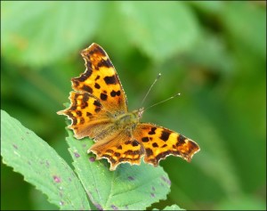 Commas patrol the brambly margins to patches of trees and shrubs at the Golf Course. (Photo: Mike Robinson)
