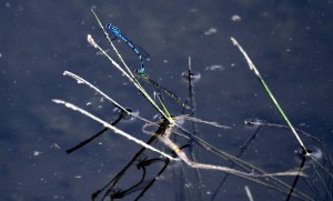 A tandem pair of Common Blue Damselflies at Footscray Meadows. Note the black 'club' on the thorax of the blue male which  aids identification when compared with the Azure Blue. (Photo: Ralph Todd)