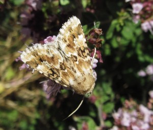 Dusky Sallow moth, a denizen of dry grasslands, at East Wickham Open Space. (Photo: Purnendu Roy)