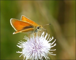 Essex Skipper feeding on Creeping Thistle flower. Note black tip to underside of antenna, the most useful feature distinguishing it from Small Skipper. (Photo: Mike Robinson)