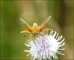Head-on view of an Essex Skipper on the Golf Course's 'wildlife rough' area. (Photo: Mike Robinson)